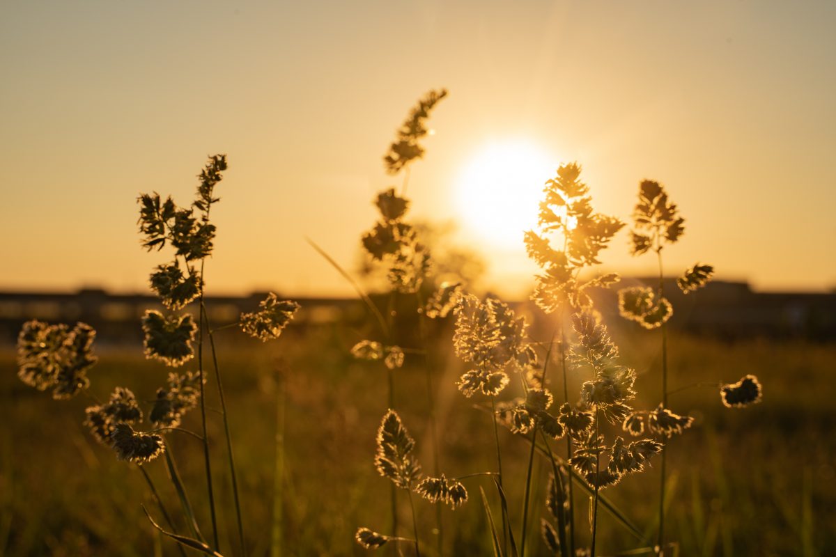 Grasses-against-sun